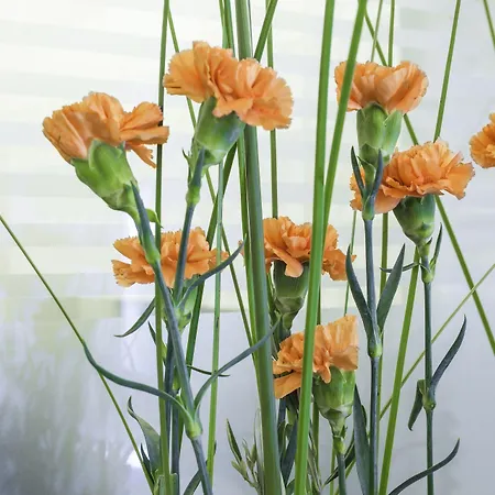 Western Leto Arena Otel Dal (Akershus)